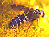 wasp16.jpg (37634 bytes)